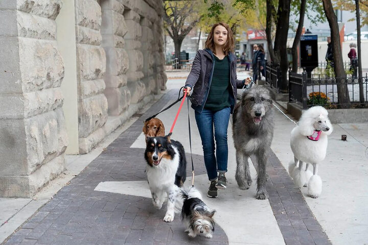 Các chú chó diễn viên đóng vai Bailey trong A Dog's Journey