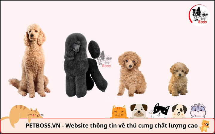 Các dòng Poodle đa dạng về kích thước, giúp bạn lựa chọn dễ dàng, cân nhắc có nên nuôi chó Poodle không