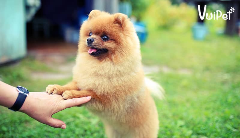 Chó Phốc sóc Pomeranian nhỏ nhắn, xinh xắn