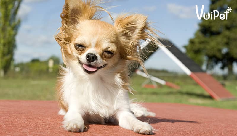 Chihuahua, giống chó cảnh nhỏ đẹp nhanh nhẹn và tình cảm
