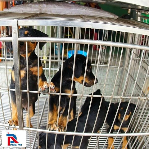 Các giống chó cảnh phổ biến được thu mua tại Hà Nội