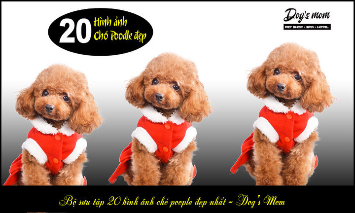 Kinh nghiệm chọn chó Poodle: Hướng dẫn chi tiết từ A-Z