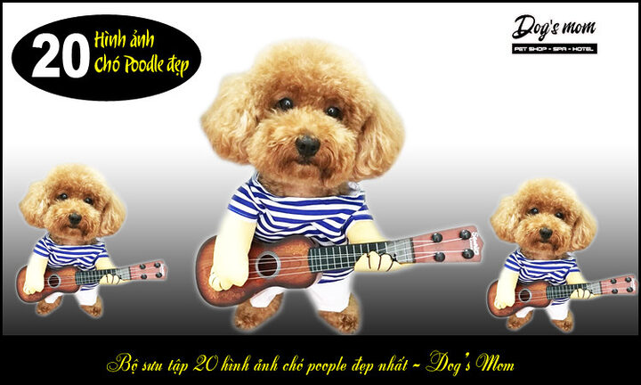 Kinh nghiệm chọn chó Poodle: Hướng dẫn chi tiết từ A-Z