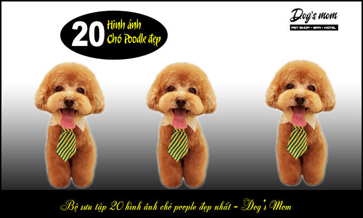 Kinh nghiệm chọn chó Poodle: Hướng dẫn chi tiết từ A-Z