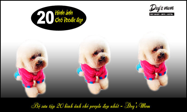 Kinh nghiệm chọn chó Poodle: Hướng dẫn chi tiết từ A-Z