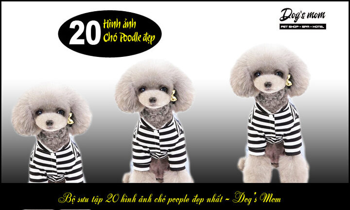 Kinh nghiệm chọn chó Poodle: Hướng dẫn chi tiết từ A-Z