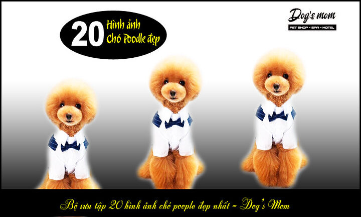 Kinh nghiệm chọn chó Poodle: Hướng dẫn chi tiết từ A-Z
