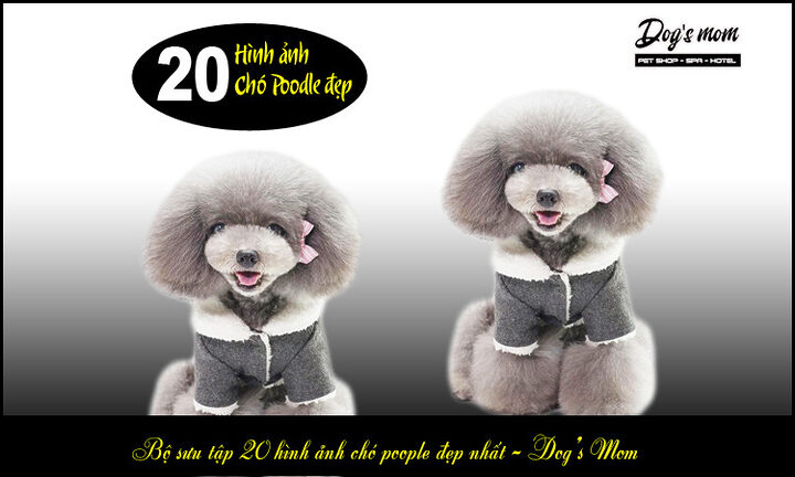 Kinh nghiệm chọn chó Poodle: Hướng dẫn chi tiết từ A-Z