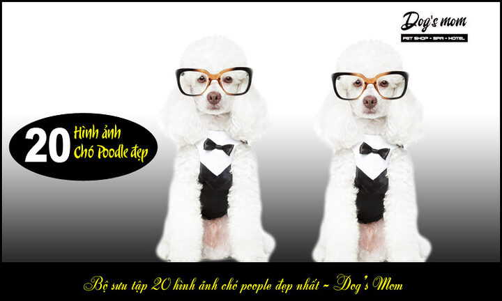 Kinh nghiệm chọn chó Poodle: Hướng dẫn chi tiết từ A-Z