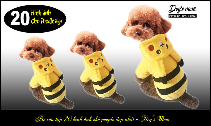Kinh nghiệm chọn chó Poodle: Hướng dẫn chi tiết từ A-Z