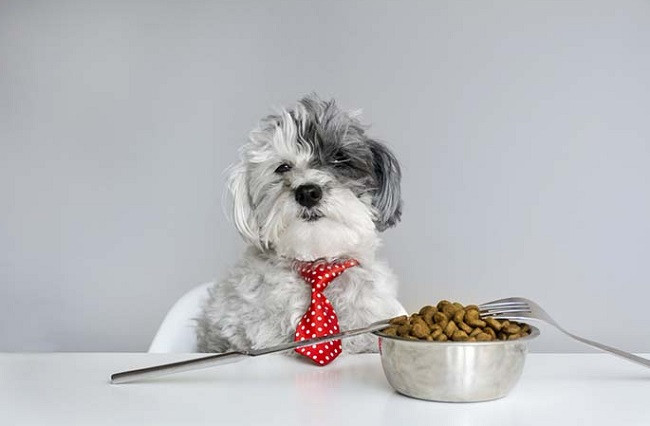 Các thực phẩm Poodle không nên ăn như xương gà, xương cá, đồ ngọt, gia vị cay để tránh ảnh hưởng sức khỏe