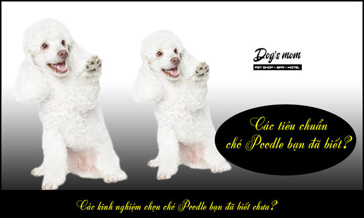 Kinh nghiệm chọn chó Poodle: Hướng dẫn chi tiết từ A-Z