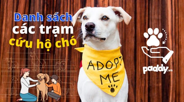 Trạm Cứu Trợ Chó Mèo: Nơi Gieo Mầm Yêu Thương và Kiến Tạo Cuộc Sống