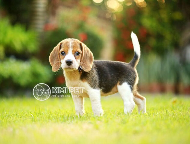Các yếu tố quyết định giá chó Beagle thuần chủng