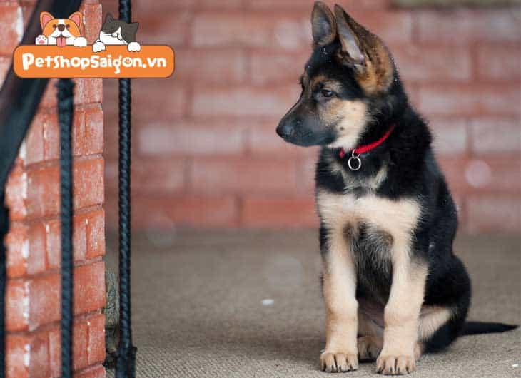 Chó Becgie con đang ăn theo lịch trình dinh dưỡng khoa học
