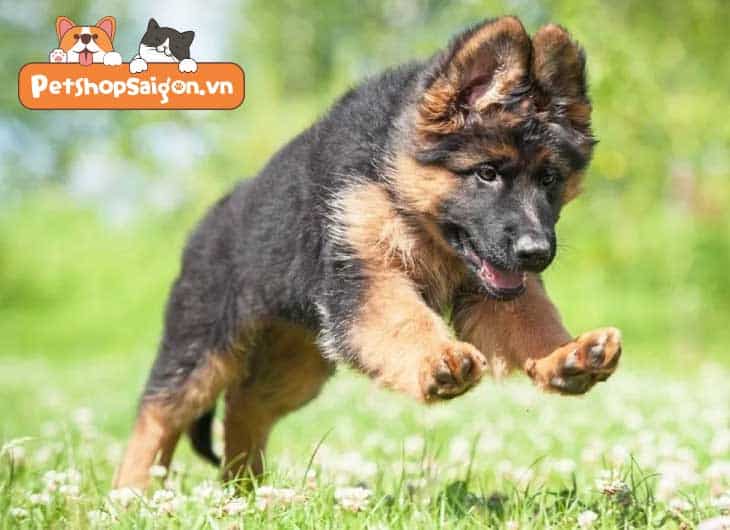 Chó Becgie con vui đùa với đồ chơi, phát triển thể chất và tinh thần