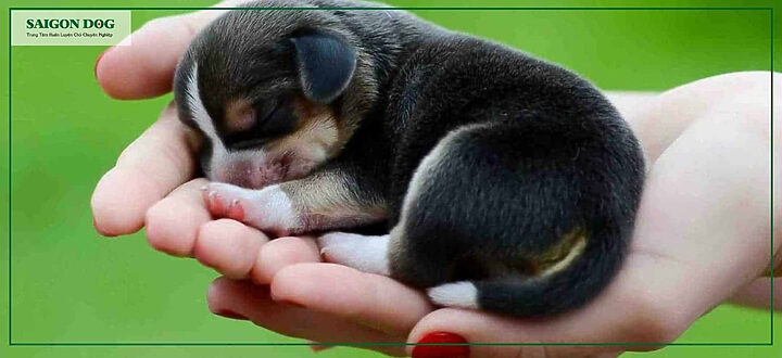 Cách Chăm Sóc Chó Con Sau Khi Sinh Chi Tiết Từ A-Z