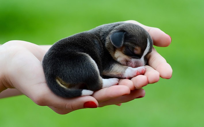 Chó Đực Và Chó Cái: So Sánh Chi Tiết Về Chăm Sóc & Vệ Sinh