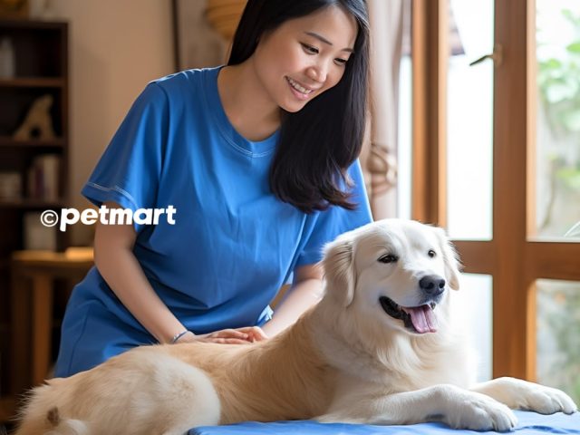 Cách Chăm Sóc Chó Chửa Toàn Diện Từ A Đến Z