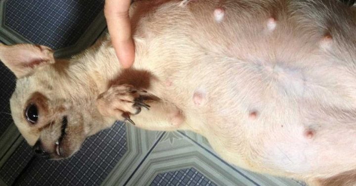 Cách Chăm Sóc Chó Chửa Toàn Diện Từ A Đến Z