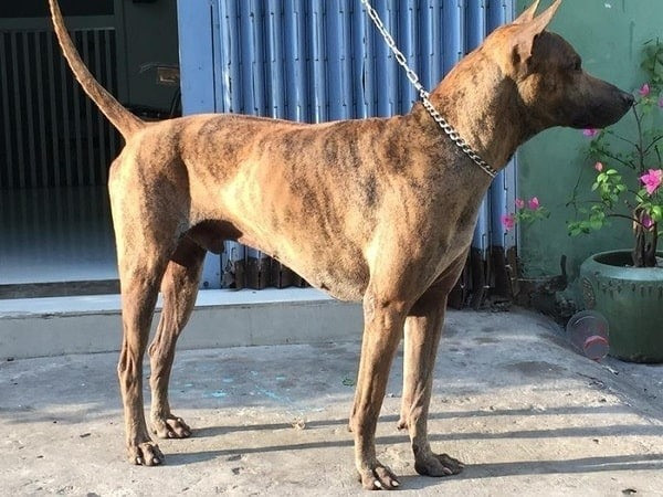 Cách chọn chó Phú Quốc thuần chủng qua thân hình cân đối và cơ bắp săn chắc