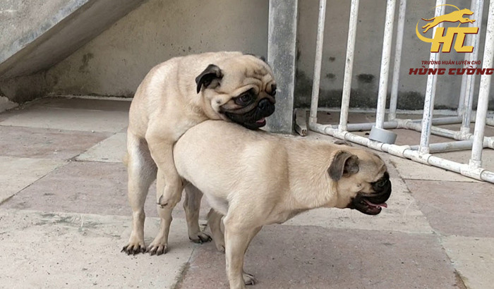 cách chọn chó pug đực để phối giống an toàn
