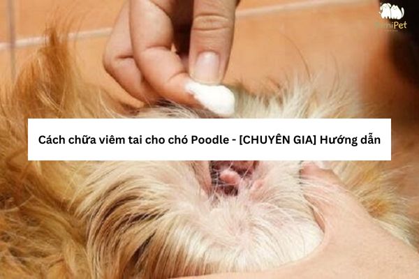 Hướng Dẫn Chi Tiết Cách Chữa Viêm Tai Cho Chó và Phòng Ngừa Hiệu Quả
