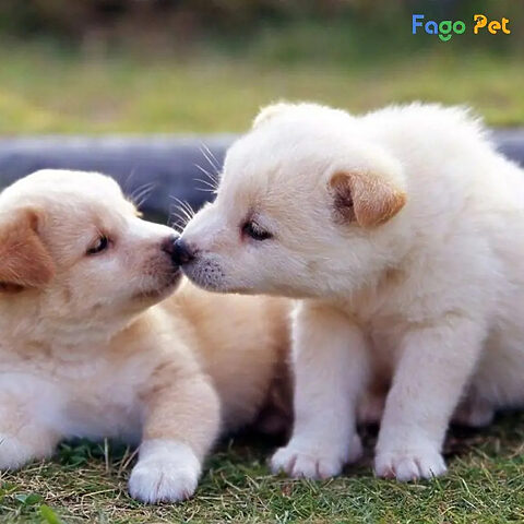 cách dạy chó mới về nhà đúng chỗ