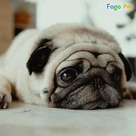 cách dạy chó mới về nhà kiên nhẫn