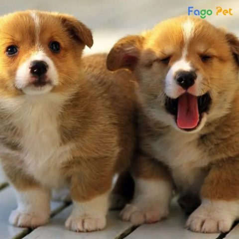 cách dạy chó mới về nhà thích nghi môi trường