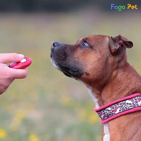 cách dạy chó mới về nhà với dụng cụ