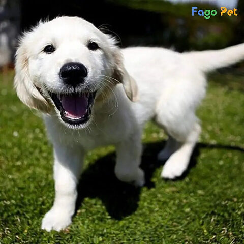 cách dạy chó mới về nhà với tên gọi
