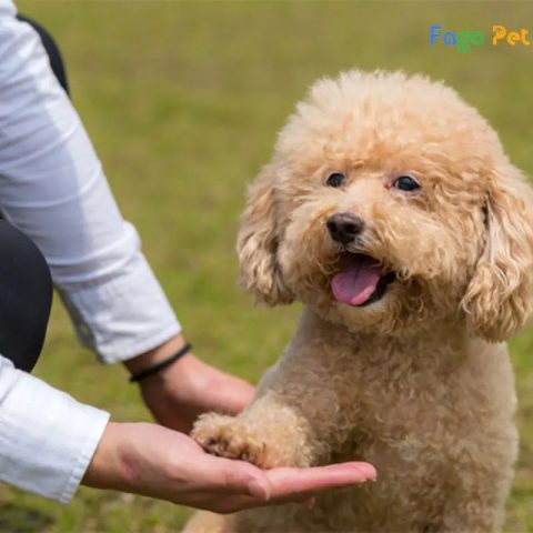 Cách dạy chó Poodle lạy hiệu quả bằng cách dùng tay hướng dẫn
