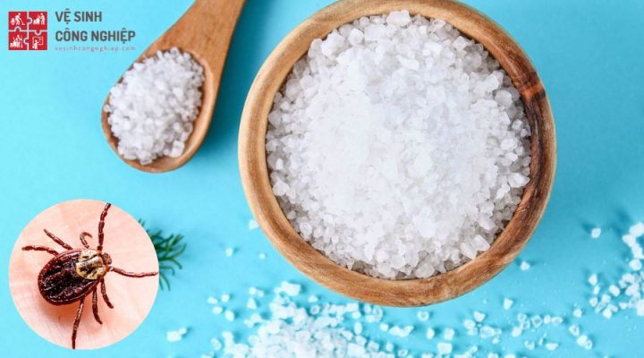 Trị Ve Chó Bằng Muối: Hướng Dẫn Chi Tiết Từ A Đến Z