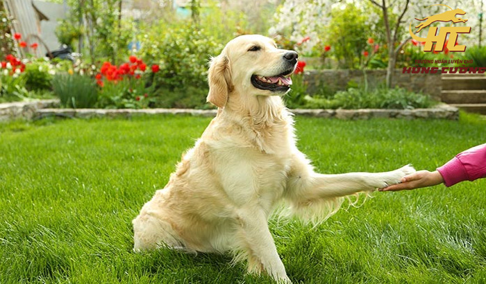 Cách Dạy Chó Bắt Tay Hiệu Quả: Hướng Dẫn Chi Tiết Từ A-Z