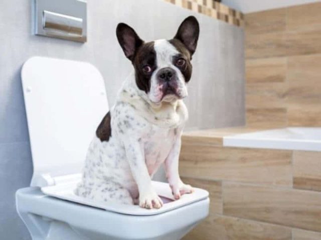 Cách huấn luyện chó Pitbull con đi vệ sinh đúng chỗ