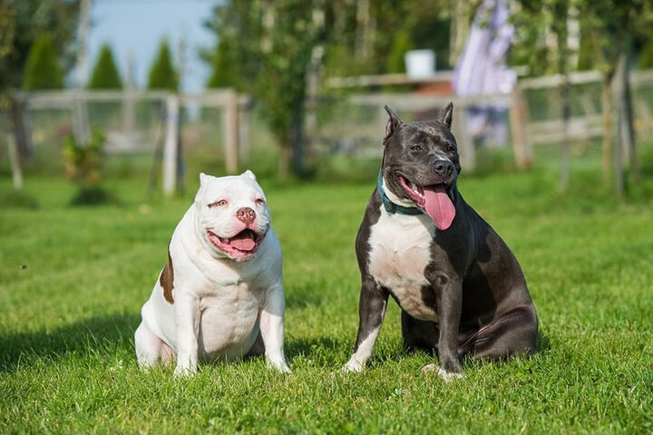 Cách huấn luyện chó Pitbull ngồi