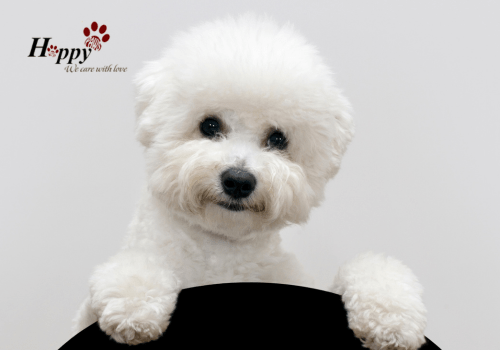 Khử Mùi Hôi Cho Chó Poodle: Hướng Dẫn Toàn Diện Từ A Đến Z
