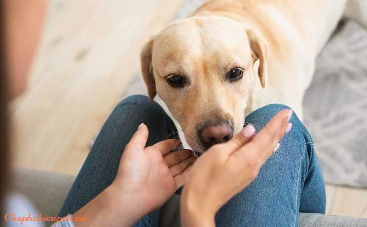 Cách làm quen với chó