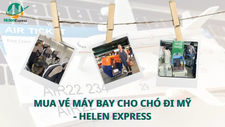Hướng dẫn mua vé máy bay cho chó đi Mỹ an toàn