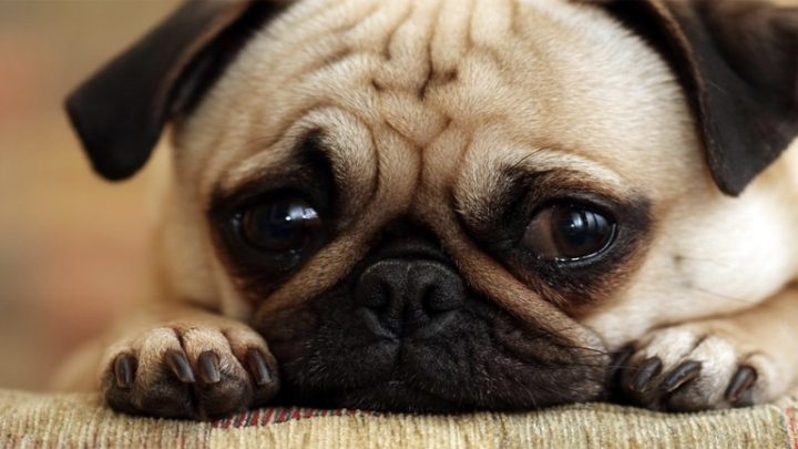 Giống Chó Pug Mặt Xệ: Đặc Điểm, Chăm Sóc Toàn Diện Và Sức Khỏe