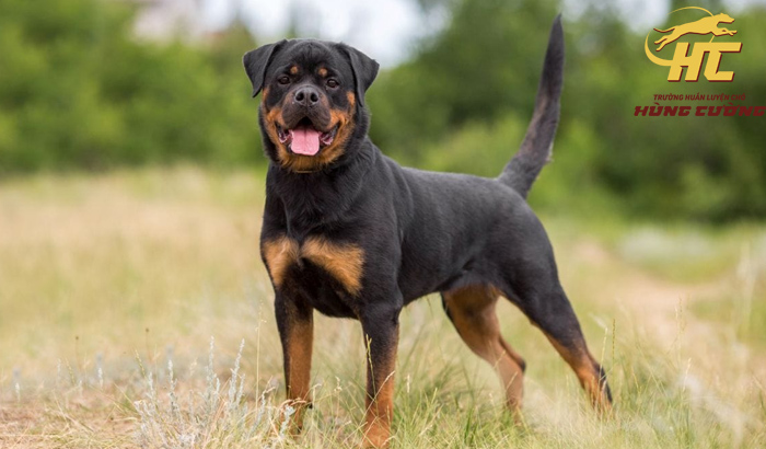 Cách nuôi chó Rottweiler trưởng thành đúng chuẩn A-Z