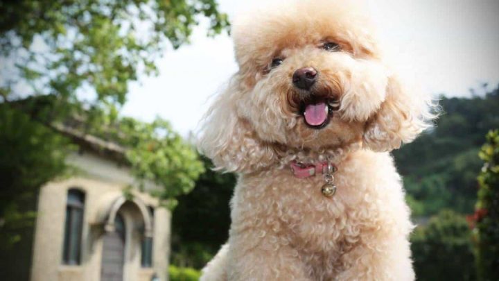 Chó Poodle có hôi không? Giải pháp toàn diện giúp Poodle thơm tho