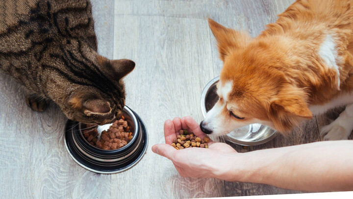 Cách phòng tránh ngộ độc thức ăn ở chó