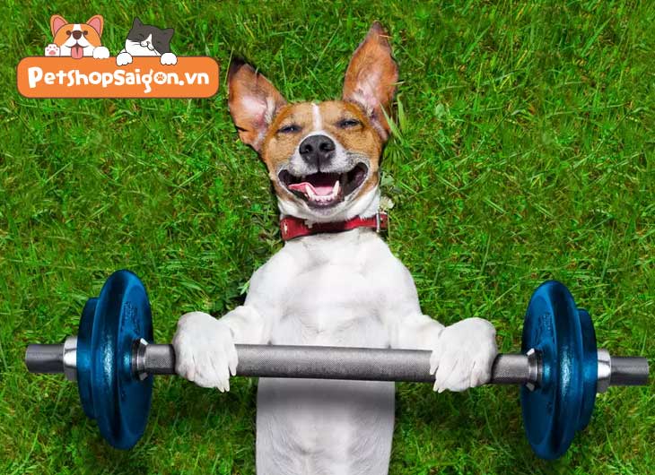 Cách Tập Cơ Bắp Cho Chó Hiệu Quả Và An Toàn Từ A-Z