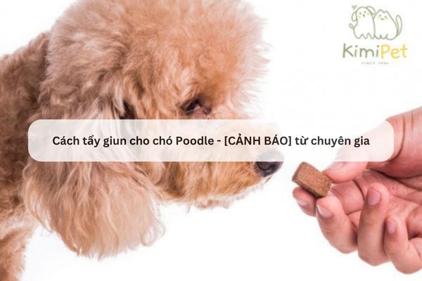 Tẩy Giun Cho Chó Poodle: Hướng Dẫn Chi Tiết Từ A Đến Z
