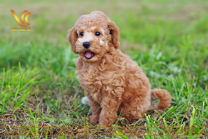 Cách vắt tuyến hôi cho chó Poodle đúng cách