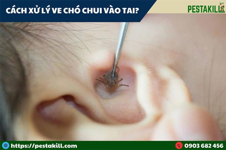 Cách Xử Lý Ve Chó Hiệu Quả và Phòng Ngừa Tái Nhiễm Toàn Diện