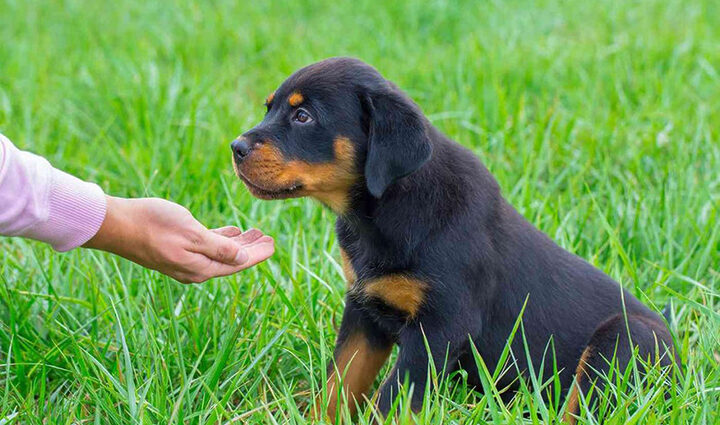 Cẩm Nang Huấn Luyện Chó Từ Cơ Bản Đến Nâng Cao