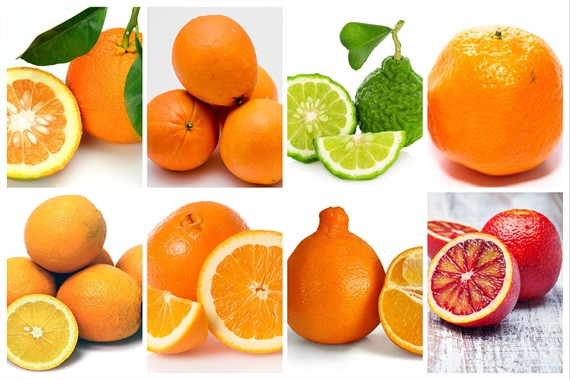 Chó Mèo Sợ Mùi Gì? Tổng Hợp Các Mùi Hương Cần Tránh